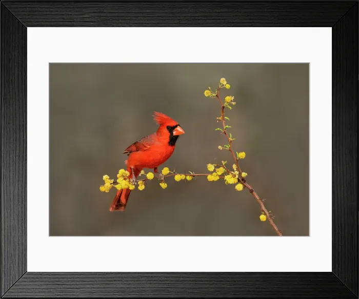 Framed Print : Northern Cardinal (Cardinalis cardinalis) perched Date: 06-03-2020 Framed Print : Northern Cardinal (Cardinalis cardinalis) perched Date: 06-03-2020