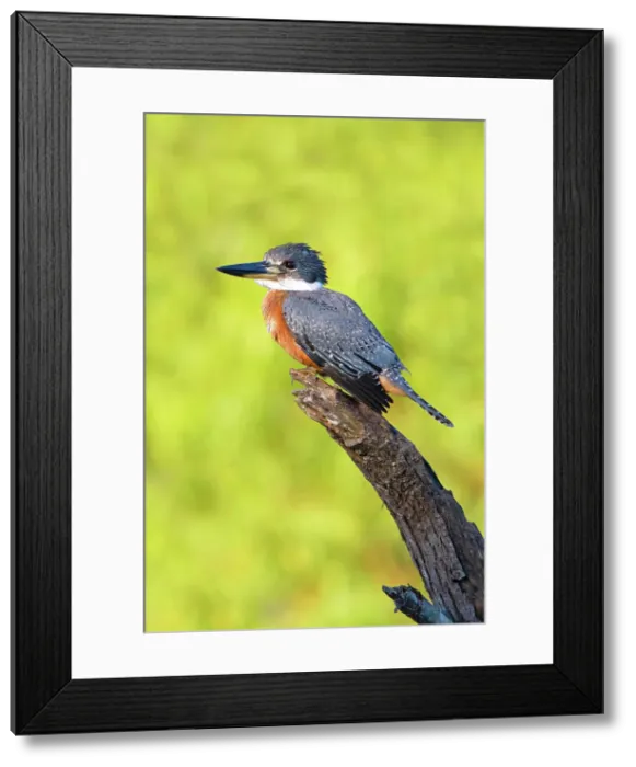 Framed Print : Ringed Kingfisher (Megaceryle torquata) perched Date: 01-10-2020 Framed Print : Ringed Kingfisher (Megaceryle torquata) perched Date: 01-10-2020