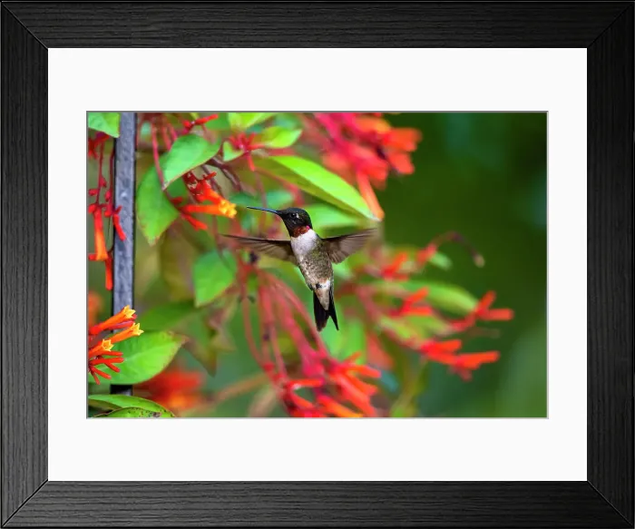 Framed Print : Ruby-throated Hummingbird (Archilochus colubris) hovering Date: 09-09-2020 Framed Print : Ruby-throated Hummingbird (Archilochus colubris) hovering Date: 09-09-2020