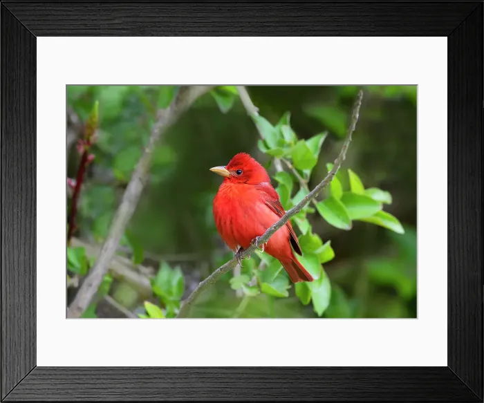 Framed Print : Summer Tanager (Piranga rubra) perched Date: 18-04-2021 Framed Print : Summer Tanager (Piranga rubra) perched Date: 18-04-2021