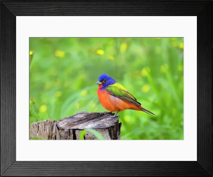 Framed Print : Painted Bunting (Passerina ciris) perched Date: 02-04-2021