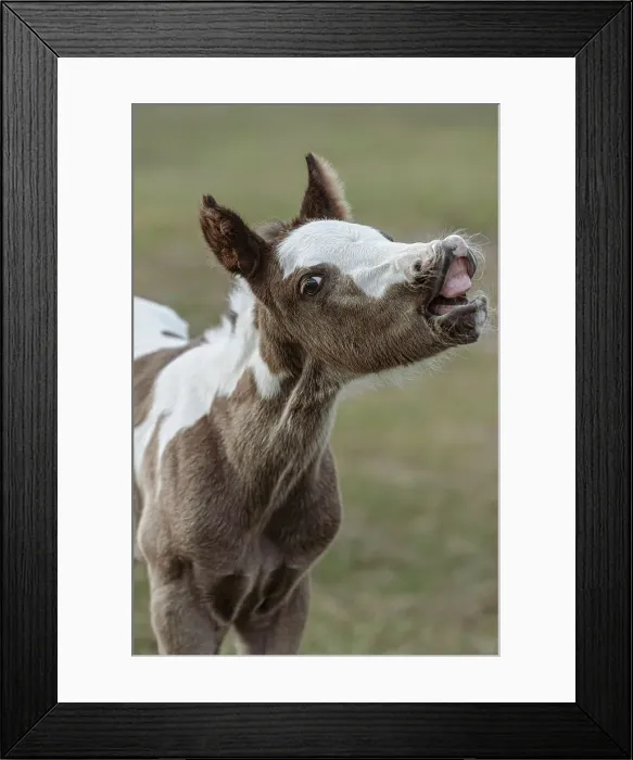 Framed Print : Paint foal (colt) with lip curled Date: 02-04-2007 Framed Print : Paint foal (colt) with lip curled Date: 02-04-2007