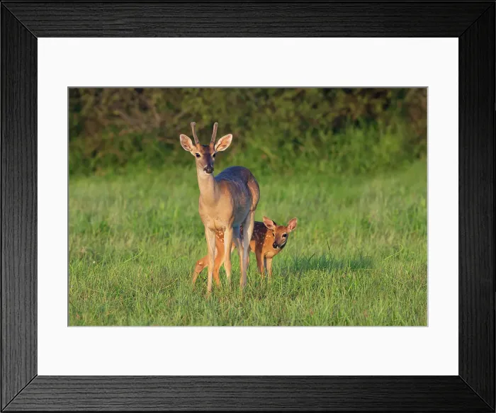 Framed Print : White-tailed Deer (Colinus virginianus) in grassy habitat Date: 30-07-2020 Framed Print : White-tailed Deer (Colinus virginianus) in grassy habitat Date: 30-07-2020