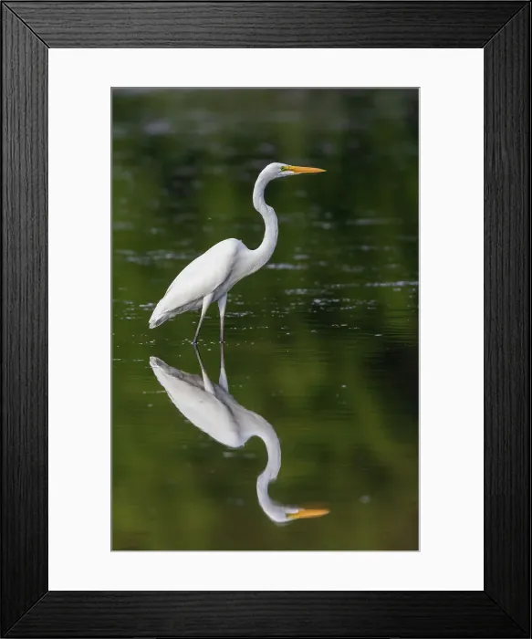 Framed Print : Great Egret (Ardea alba) fishing in wetland Marion County, Illinois. Date: 12-08-2020 Framed Print : Great Egret (Ardea alba) fishing in wetland Marion County, Illinois. Date: 12-08-2020