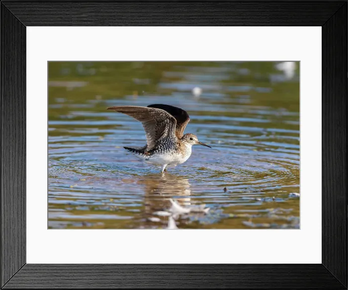 Framed Print : Solitary Sandpiper (Tringa solitaria) bathing in wetland Marion County, Illinois. Date: 15-08-2020 Framed Print : Solitary Sandpiper (Tringa solitaria) bathing in wetland Marion County, Illinois. Date: 15-08-2020