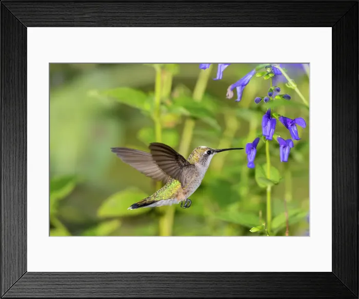 Framed Print : Ruby-throated Hummingbird (Archilochus colubris) at Blue Ensign Salvia (Salvia guaranitica) Marion County, Illinois. Date: 08-09-2020 Framed Print : Ruby-throated Hummingbird (Archilochus colubris) at Blue Ensign Salvia (Salvia guaranitica) Marion County, Illinois. Date: 08-09-2020