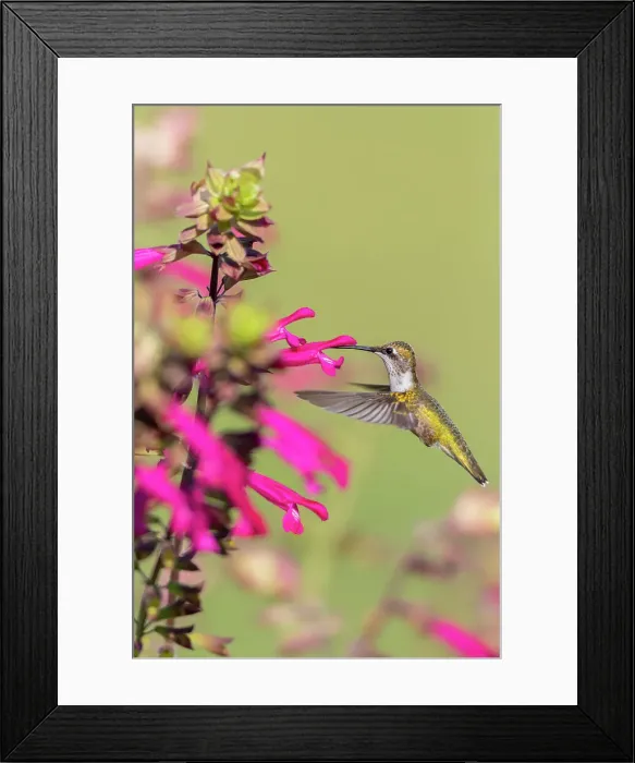 Framed Print : Ruby-throated Hummingbird (Archilochus colubris) at Salvia Fuchsia Rockin Fuchsia (Salvia hybrid) Marion County, Illinois. Date: 26-08-2020 Framed Print : Ruby-throated Hummingbird (Archilochus colubris) at Salvia Fuchsia Rockin Fuchsia (Salvia hybrid) Marion County, Illinois. Date: 26-08-2020