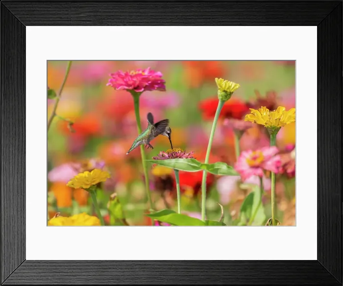 Framed Print : Ruby-throated Hummingbird (Archilochus colubris) at Zinnias Union County, Illinois. Date: 23-08-2020 Framed Print : Ruby-throated Hummingbird (Archilochus colubris) at Zinnias Union County, Illinois. Date: 23-08-2020