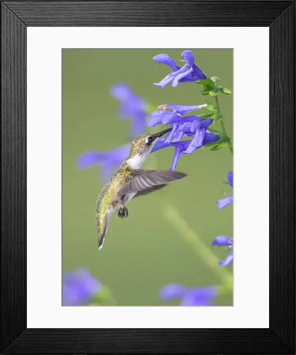 Framed Print : Ruby-throated Hummingbird (Archilochus colubris) at Blue Ensign Salvia (Salvia guaranitica) Marion County, Illinois. Date: 25-08-2020 Framed Print : Ruby-throated Hummingbird (Archilochus colubris) at Blue Ensign Salvia (Salvia guaranitica) Marion County, Illinois. Date: 25-08-2020