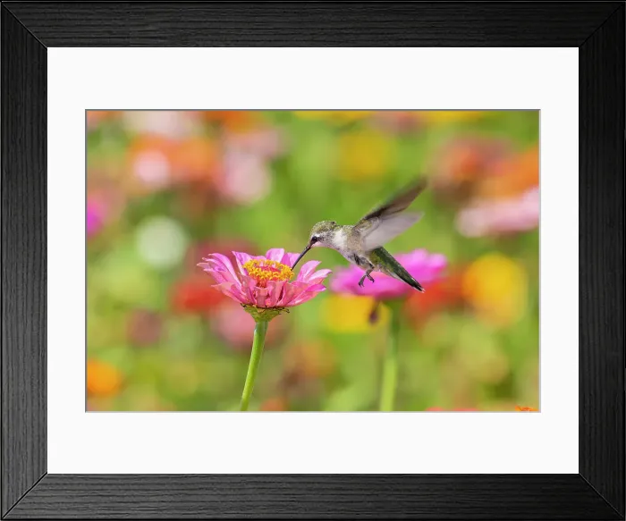 Framed Print : Ruby-throated Hummingbird (Archilochus colubris) at Zinnias Union County, Illinois. Date: 23-08-2020 Framed Print : Ruby-throated Hummingbird (Archilochus colubris) at Zinnias Union County, Illinois. Date: 23-08-2020