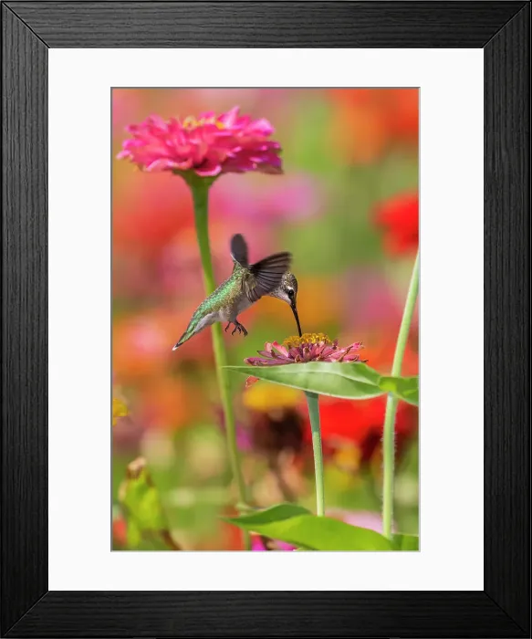 Framed Print : Ruby-throated Hummingbird (Archilochus colubris) at Zinnias Union County, Illinois. Date: 23-08-2020 Framed Print : Ruby-throated Hummingbird (Archilochus colubris) at Zinnias Union County, Illinois. Date: 23-08-2020