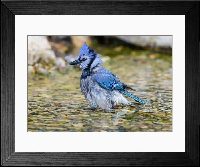 Framed Print : Blue Jay (Cyanocitta cristata) bathing Marion County, Illinois. Date: 26-06-2020 Framed Print : Blue Jay (Cyanocitta cristata) bathing Marion County, Illinois. Date: 26-06-2020