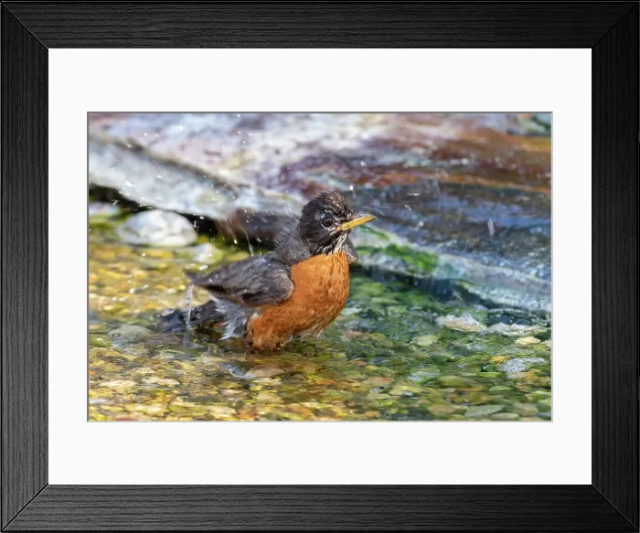 Framed Print : American Robin (Turdus migratorius) bathing Marion County, Illinois. Date: 06-07-2020 Framed Print : American Robin (Turdus migratorius) bathing Marion County, Illinois. Date: 06-07-2020
