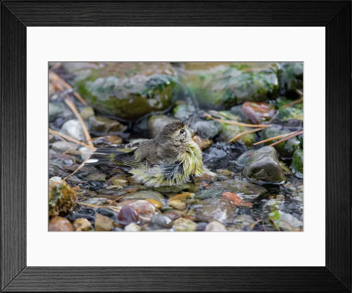 Framed Print : Palm Warbler (Setophaga palmarum) bathing Marion County, Illinois. Date: 10-10-2020
