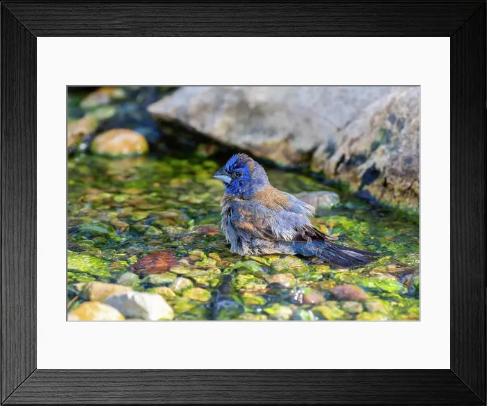 Framed Print : Blue Grosbeak (Passerina caerulea) male bathing Marion County, Illinois. Date: 21-06-2020 Framed Print : Blue Grosbeak (Passerina caerulea) male bathing Marion County, Illinois. Date: 21-06-2020