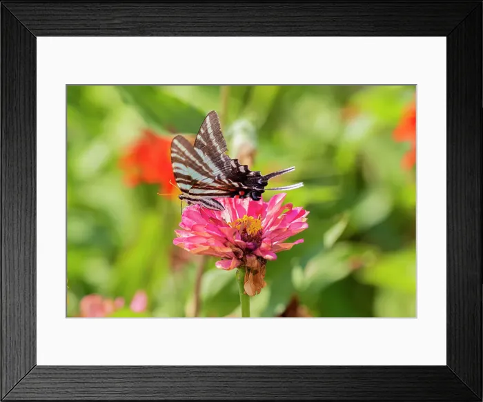 Framed Print : Zebra Swallowtail (Protographium marcellus) on Zinnia Union County, Illinois. Date: 23-08-2020 Framed Print : Zebra Swallowtail (Protographium marcellus) on Zinnia Union County, Illinois. Date: 23-08-2020