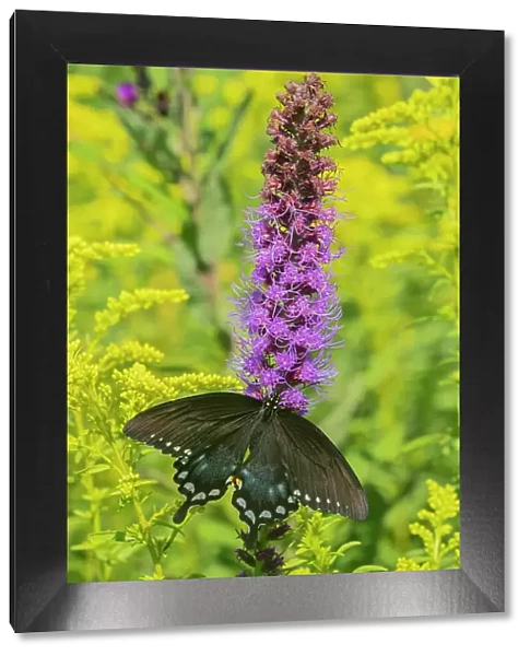 Spicebush Swallowtail (Papilio troilus) on Blazing Star (Liatris spicata) Marion County, Illinois. Date: 07-08-2020