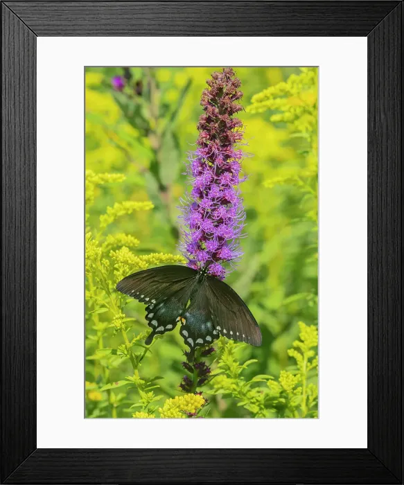 Framed Print : Spicebush Swallowtail (Papilio troilus) on Blazing Star (Liatris spicata) Marion County, Illinois. Date: 07-08-2020 Framed Print : Spicebush Swallowtail (Papilio troilus) on Blazing Star (Liatris spicata) Marion County, Illinois. Date: 07-08-2020