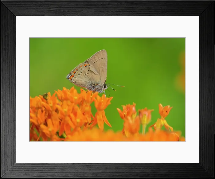Framed Print : Coral Hairstreak (Satyrium titus) on Butterfly Milkweed (Asclepias tuberosa) Stephen A. Forbes State Park, Illinois. Date: 28-06-2020 Framed Print : Coral Hairstreak (Satyrium titus) on Butterfly Milkweed (Asclepias tuberosa) Stephen A. Forbes State Park, Illinois. Date: 28-06-2020