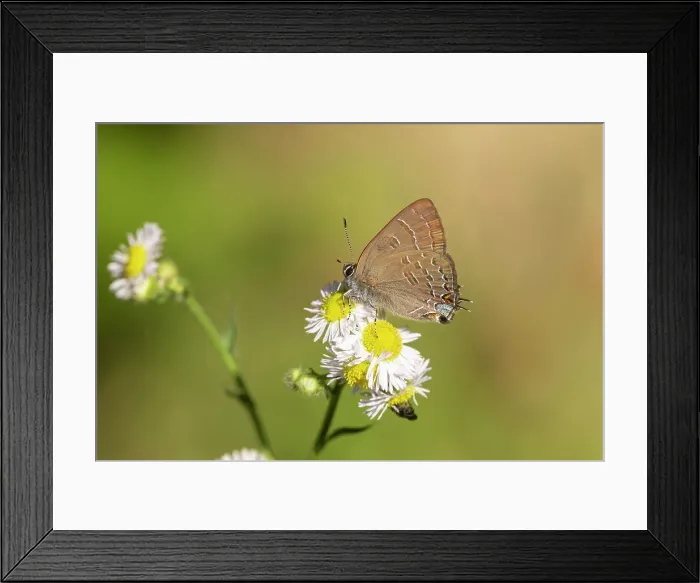 Framed Print : Banded Hairstreak (Satryium calanus) Marion County, Illinois. Date: 12-06-2020