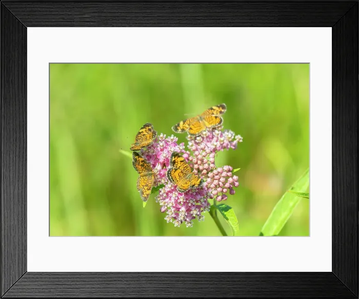 Framed Print : Pearl Crescents (Phyciodes tharos) on Swamp Milkweed (Asclepias incarnata) Marion County, Illinois. Date: 02-08-2020 Framed Print : Pearl Crescents (Phyciodes tharos) on Swamp Milkweed (Asclepias incarnata) Marion County, Illinois. Date: 02-08-2020