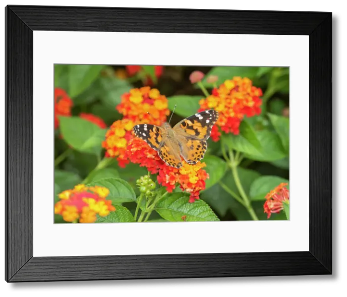 Framed Print : Painted Lady (Vanessa cardui) on Red Spread Lantana (Lantana camara) Marion County, Illinois. Date: 22-09-2020 Framed Print : Painted Lady (Vanessa cardui) on Red Spread Lantana (Lantana camara) Marion County, Illinois. Date: 22-09-2020
