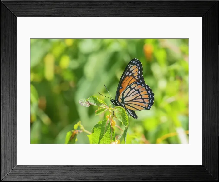 Framed Print : Viceroy (Limenitis archippus) in prairie Marion County, Illinois. Date: 05-09-2020 Framed Print : Viceroy (Limenitis archippus) in prairie Marion County, Illinois. Date: 05-09-2020