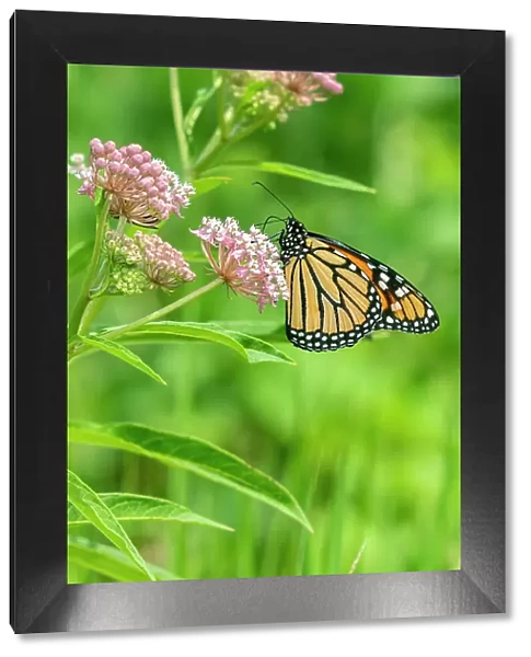 Monarch (Danaus plexippus) on Swamp Milkweed (Asclepias incarnata) Marion County, Illinois. Date: 02-08-2020