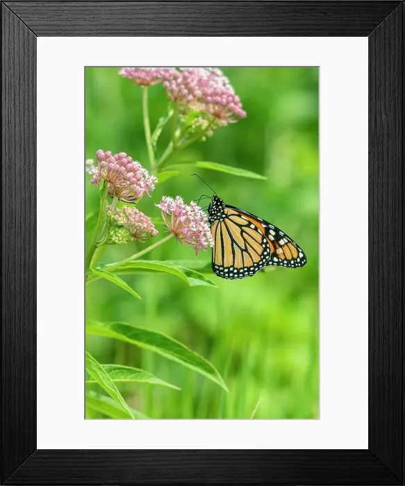 Framed Print : Monarch (Danaus plexippus) on Swamp Milkweed (Asclepias incarnata) Marion County, Illinois. Date: 02-08-2020 Framed Print : Monarch (Danaus plexippus) on Swamp Milkweed (Asclepias incarnata) Marion County, Illinois. Date: 02-08-2020