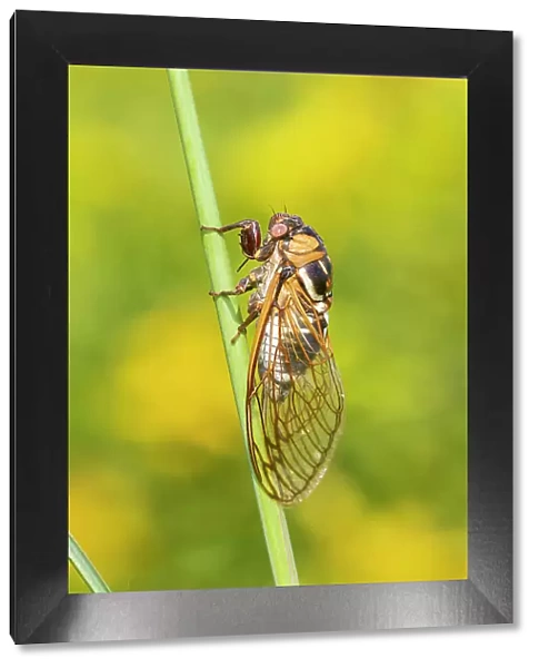 Prairie Cicada (Megatibicen dorsatus) Marion County, Illinois. Date: 08-08-2020