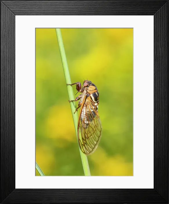 Framed Print : Prairie Cicada (Megatibicen dorsatus) Marion County, Illinois. Date: 08-08-2020 Framed Print : Prairie Cicada (Megatibicen dorsatus) Marion County, Illinois. Date: 08-08-2020