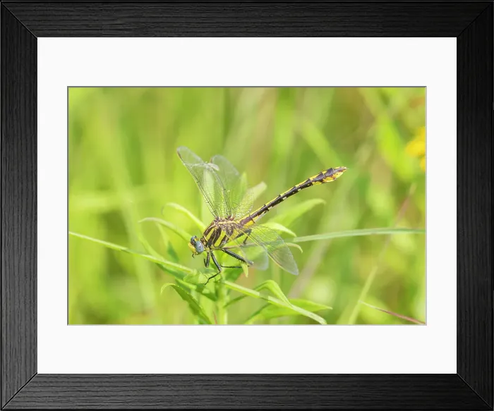 Framed Print : Plains Clubtail (Gomphus externus) Lawrence County, Illinois. Date: 20-06-2020 Framed Print : Plains Clubtail (Gomphus externus) Lawrence County, Illinois. Date: 20-06-2020