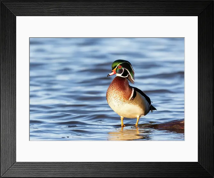 Framed Print : Wood duck male in wetland, Marion County, Illinois. Date: 20-03-2021 Framed Print : Wood duck male in wetland, Marion County, Illinois. Date: 20-03-2021