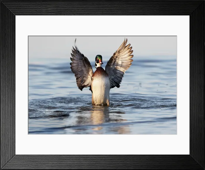 Framed Print : Wood duck male flapping wings in wetland, Marion Framed Print : Wood duck male flapping wings in wetland, Marion