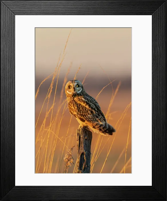 Framed Print : Short-eared owl perched on fence post, Prairie Ridge State Natural Area, Marion County, Illinois. Date: 09-12-2020 Framed Print : Short-eared owl perched on fence post, Prairie Ridge State Natural Area, Marion County, Illinois. Date: 09-12-2020