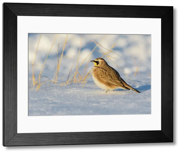 Framed Print : Horned lark in snow, Marion County, Illinois. Date: 26-02-2021 Framed Print : Horned lark in snow, Marion County, Illinois. Date: 26-02-2021