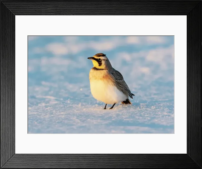 Framed Print : Horned lark in snow, Marion County, Illinois. Date: 26-02-2021 Framed Print : Horned lark in snow, Marion County, Illinois. Date: 26-02-2021
