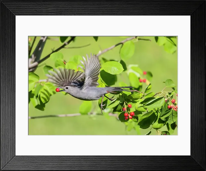 Framed Print : Gray catbird leaving serviceberry bush with berry, Marion County, Illinois. Date: 30-05-2021 Framed Print : Gray catbird leaving serviceberry bush with berry, Marion County, Illinois. Date: 30-05-2021