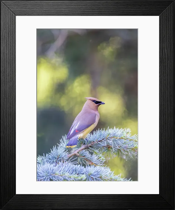 Framed Print : Cedar waxwing in blue atlas cedar tree, Marion County, Illinois. Date: 13-06-2021 Framed Print : Cedar waxwing in blue atlas cedar tree, Marion County, Illinois. Date: 13-06-2021