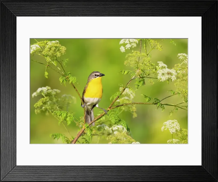 Framed Print : Yellow-breasted chat, Marion County, Illinois. Date: 17-06-2021 Framed Print : Yellow-breasted chat, Marion County, Illinois. Date: 17-06-2021