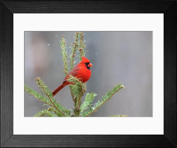 Framed Print : Northern cardinal male in fir tree in snow, Marion County, Illinois. Date: 15-01-2021 Framed Print : Northern cardinal male in fir tree in snow, Marion County, Illinois. Date: 15-01-2021
