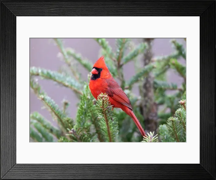 Framed Print : Northern cardinal male in fir tree in snow, Marion County, Illinois. Date: 15-01-2021 Framed Print : Northern cardinal male in fir tree in snow, Marion County, Illinois. Date: 15-01-2021
