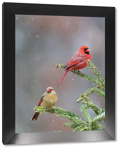 Northern cardinal male and female in fir tree in snow, Marion County, Illinois. Date: 15-01-2021