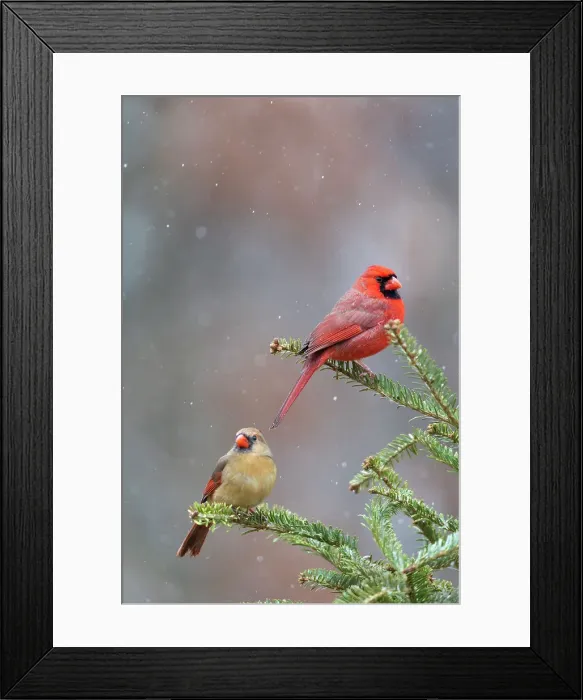 Framed Print : Northern cardinal male and female in fir tree in snow, Marion County, Illinois. Date: 15-01-2021