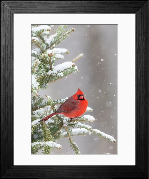 Framed Print : Northern cardinal male in spruce tree in winter snow, Marion County, Illinois. Date: 27-01-2021 Framed Print : Northern cardinal male in spruce tree in winter snow, Marion County, Illinois. Date: 27-01-2021