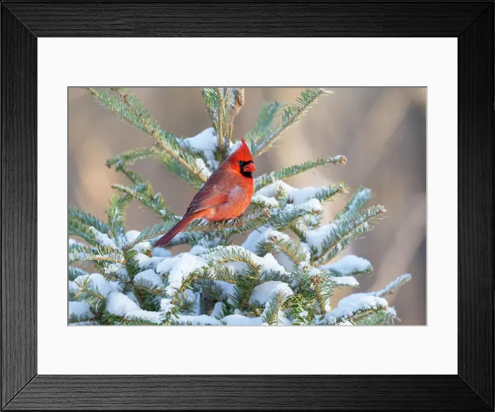 Framed Print : Northern cardinal male in spruce tree in winter snow, Marion County, Illinois. Date: 28-01-2021 Framed Print : Northern cardinal male in spruce tree in winter snow, Marion County, Illinois. Date: 28-01-2021