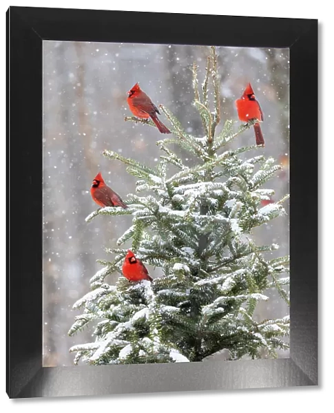 Northern cardinal males in spruce tree in winter snow, Marion County, Illinois. Date: 27-01-2021
