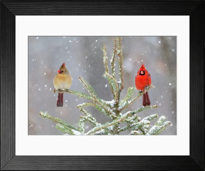 Framed Print : Northern cardinal male and female in spruce tree in winter snow, Marion County, Illinois. Date: 27-01-2021 Framed Print : Northern cardinal male and female in spruce tree in winter snow, Marion County, Illinois. Date: 27-01-2021