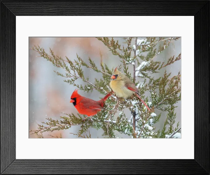 Framed Print : Northern cardinal male and female in red cedar tree in winter snow, Marion County, Illinois. Date: 27-01-2021 Framed Print : Northern cardinal male and female in red cedar tree in winter snow, Marion County, Illinois. Date: 27-01-2021