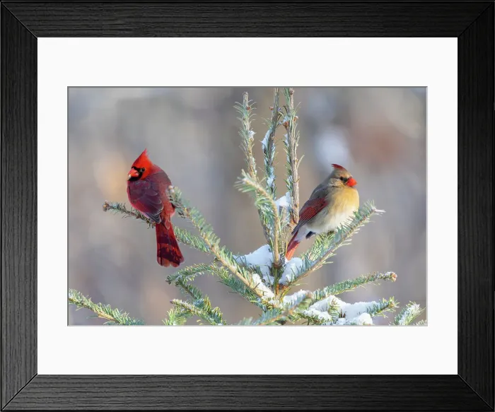 Framed Print : Northern cardinal male and female in spruce tree in winter snow, Marion County, Illinois. Date: 28-01-2021 Framed Print : Northern cardinal male and female in spruce tree in winter snow, Marion County, Illinois. Date: 28-01-2021